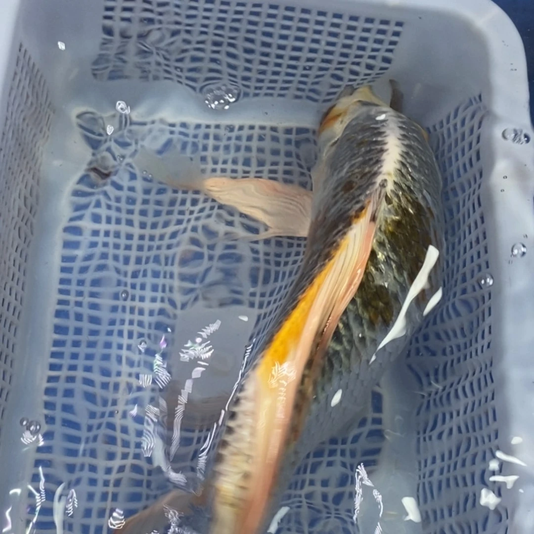 锦鲤冷水金龙包邮