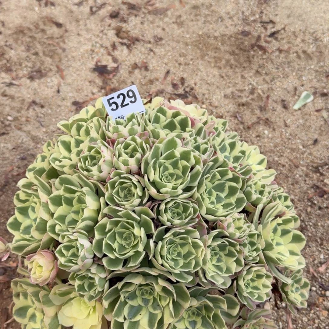 529白凤多肉植物