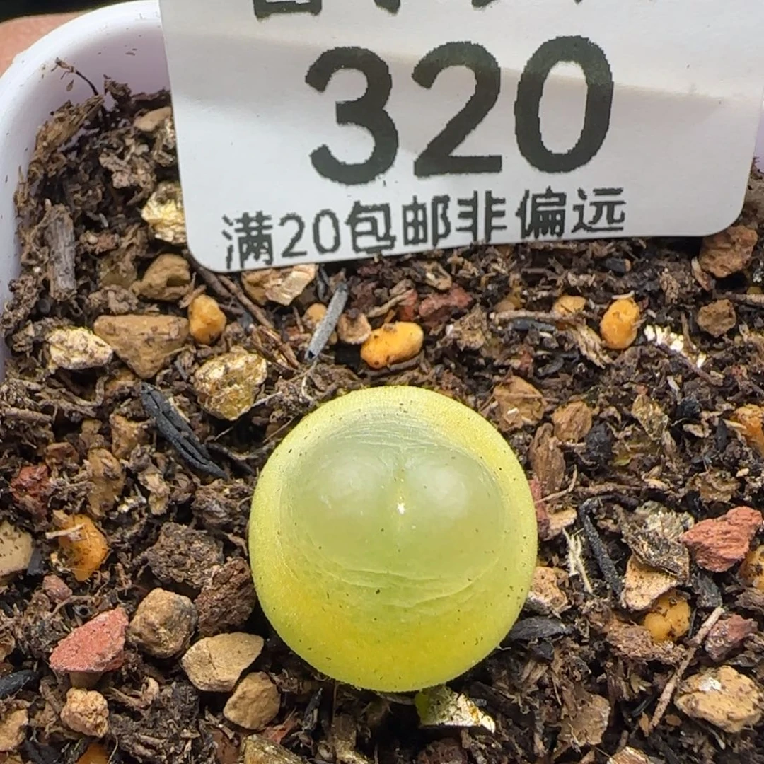 拉登1.3➕带盆土1200