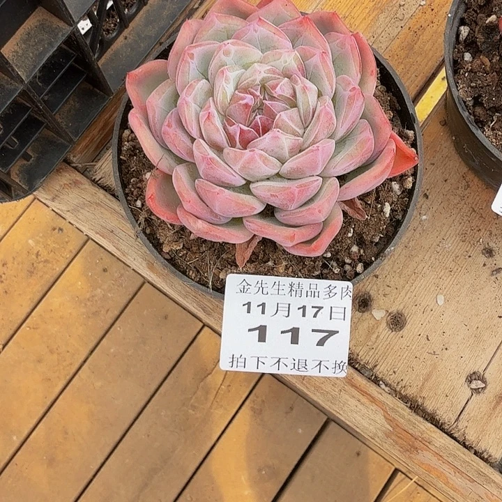 夏***光1117-117冰花单头