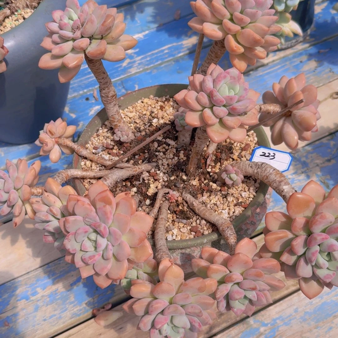 223白鹭凡艺多肉//