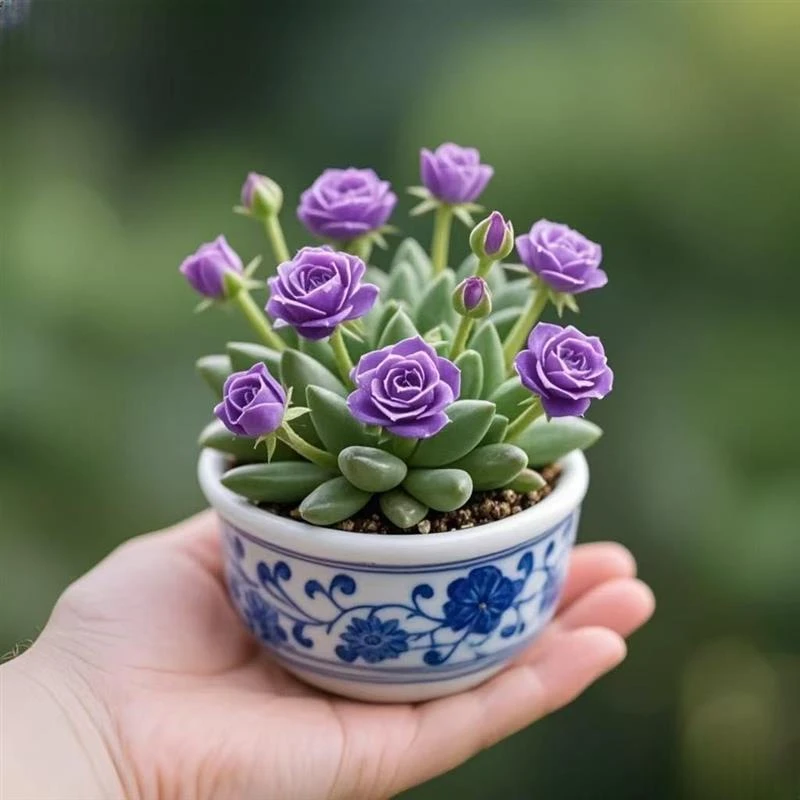 耐寒浓香懒人好养重瓣花玫瑰兰阳台室内四季开花庭院多肉花卉盆栽