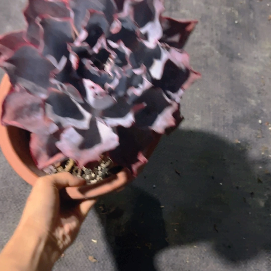 雁***潭晚霞新疆包邮大老桩