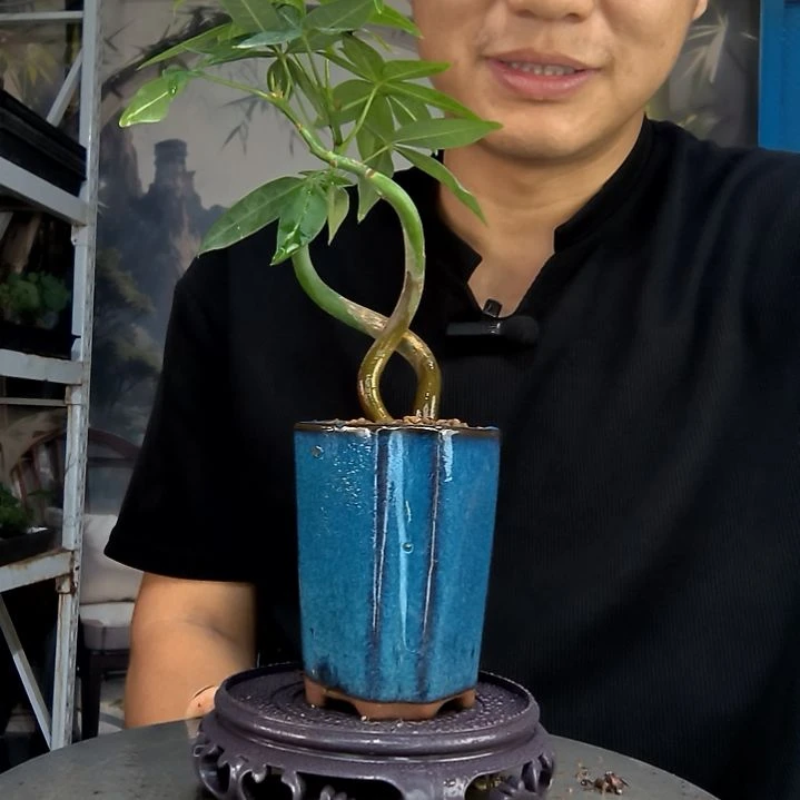 初***渡中青园艺一物一拍429