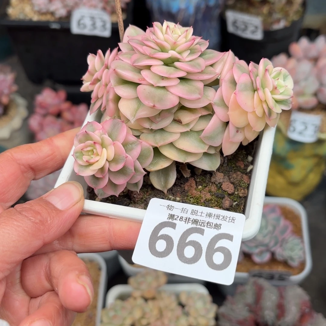 腊牡丹锦无盆土发货