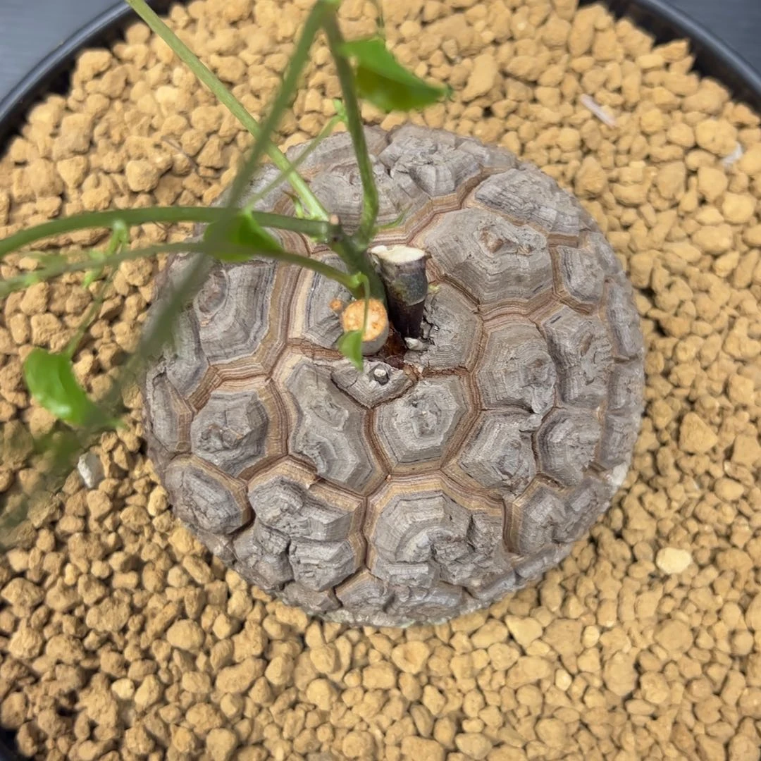 精品盆栽养定的龟甲龙7号