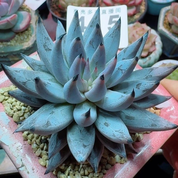 魔爪         精控精养多肉植物