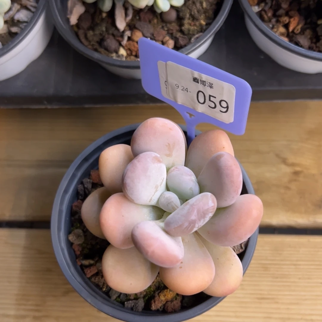 ?*定向9.24-059
