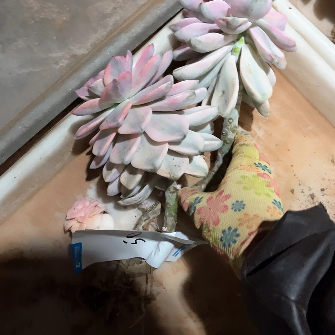 猫****了多肉植物紫乐景50
