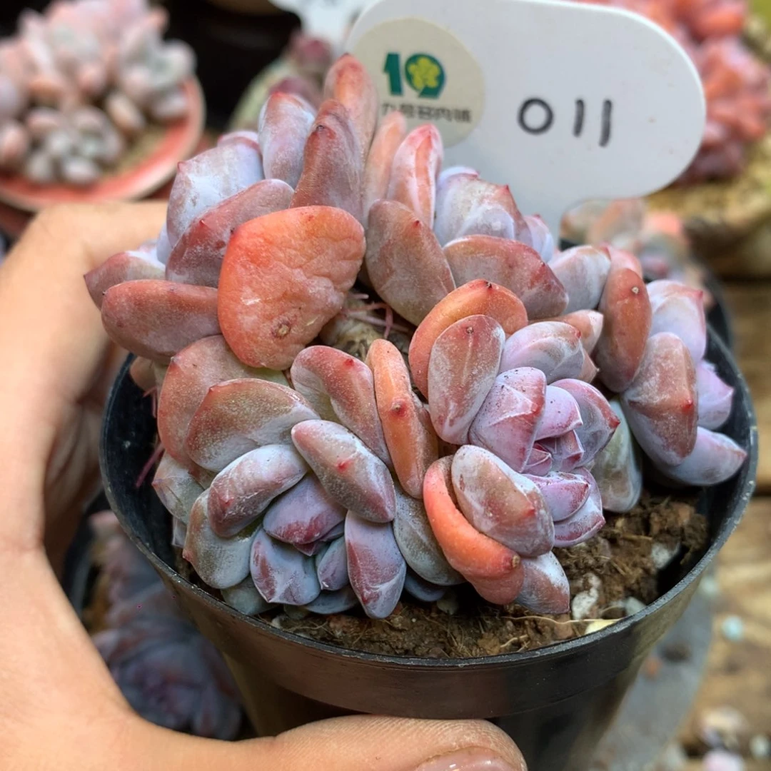 011 突尼斯 模特同款