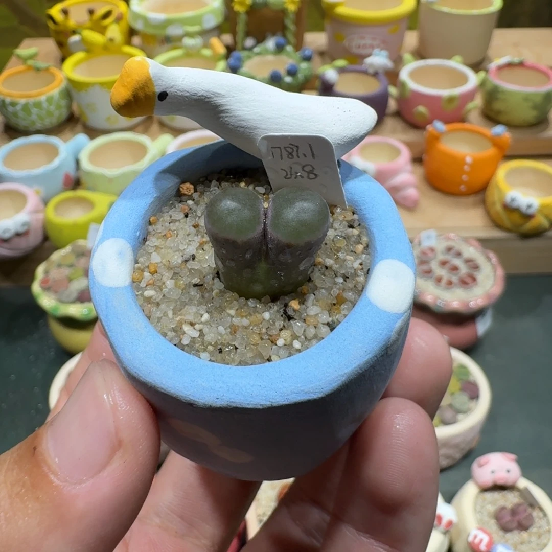 蘑菇1122一颗1787.1磁铁多肉植物