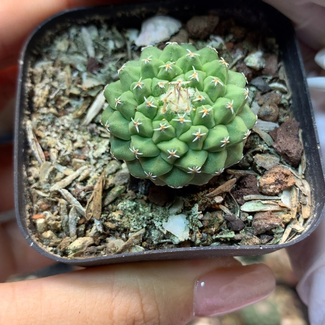 实生 菊水2.5公分起发 带盆土发货