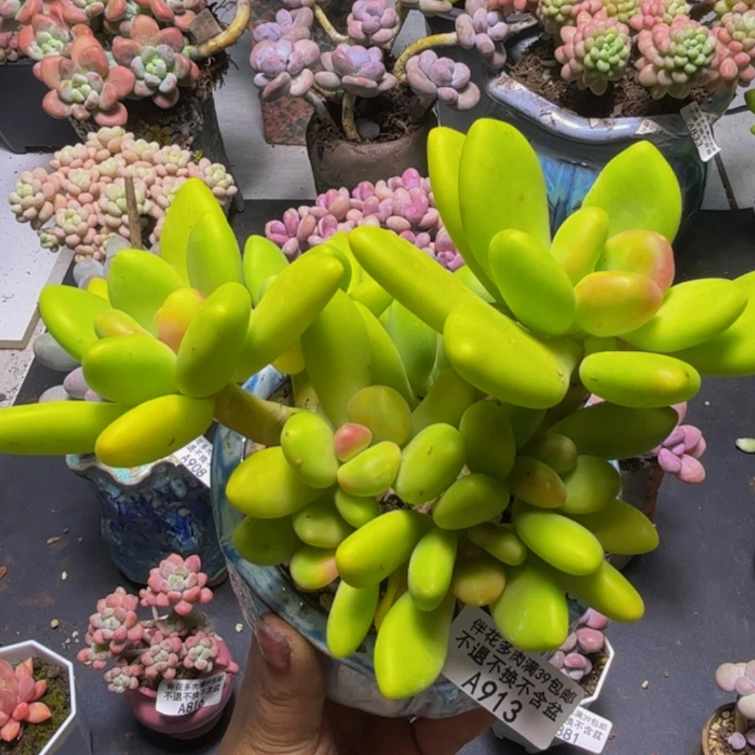 芒果奶酪913/13cm多肉