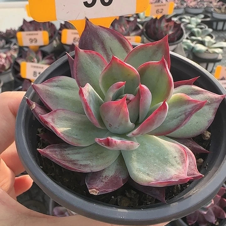 90 惊鸿仙子多肉植物6-9cm