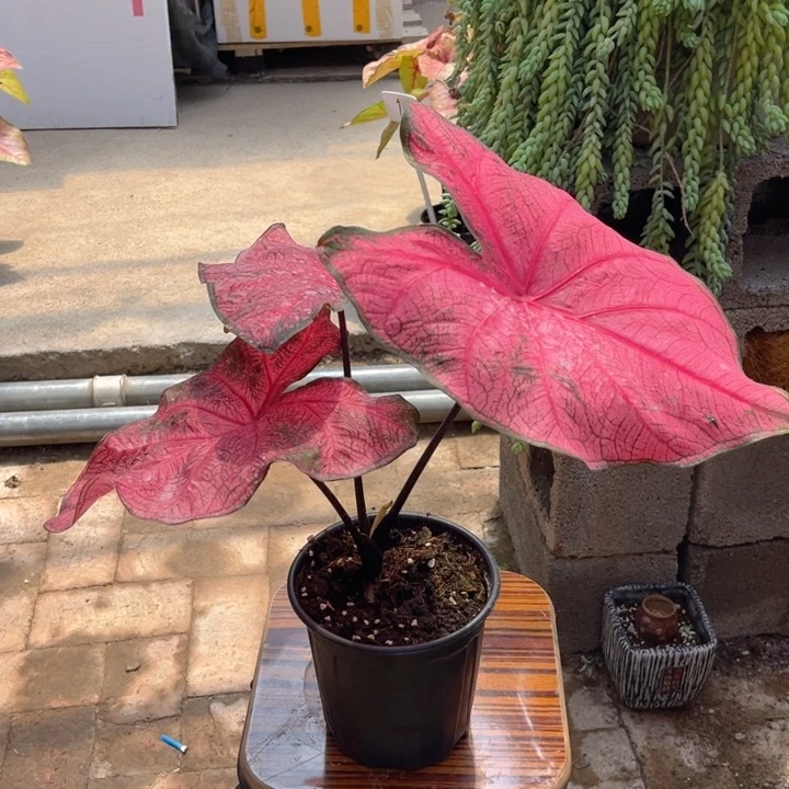 无花朵安妮彩叶芋