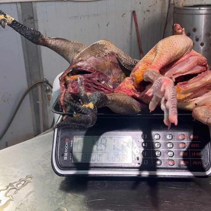 一号土鸡食用农产品中国大陆少**虎