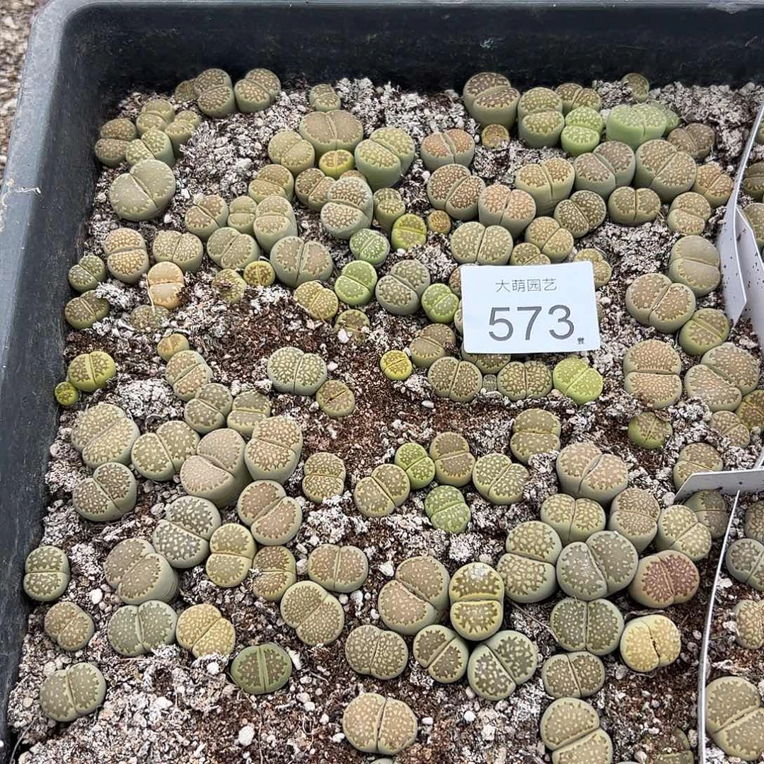 清框脱土发无售后默认有疤。573