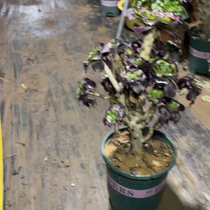 46巫毒多肉多肉植物多肉