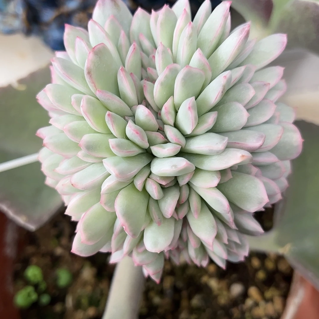 雨燕作锦嫁接多肉植物