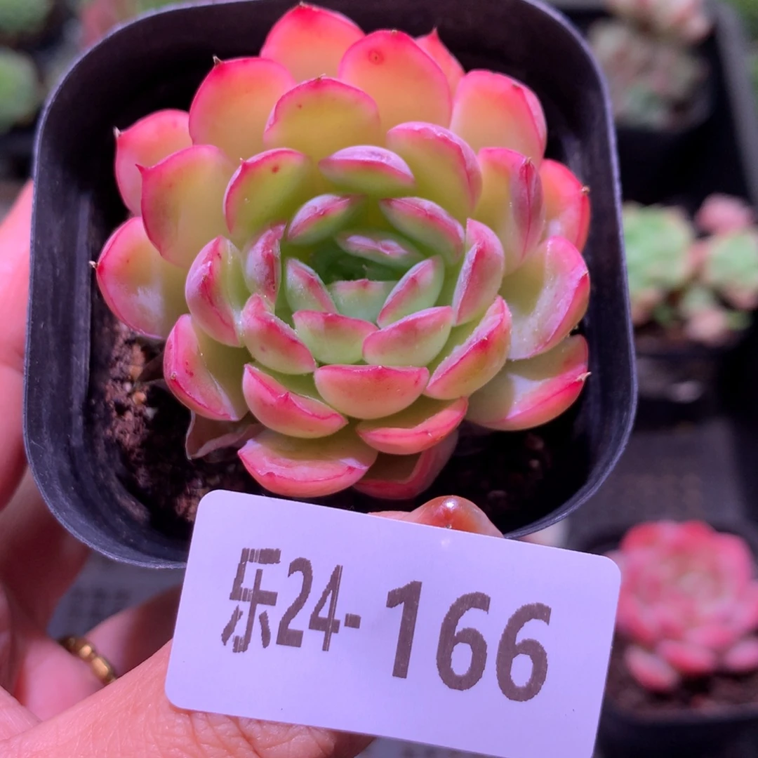 乐然24-166 草莓冰