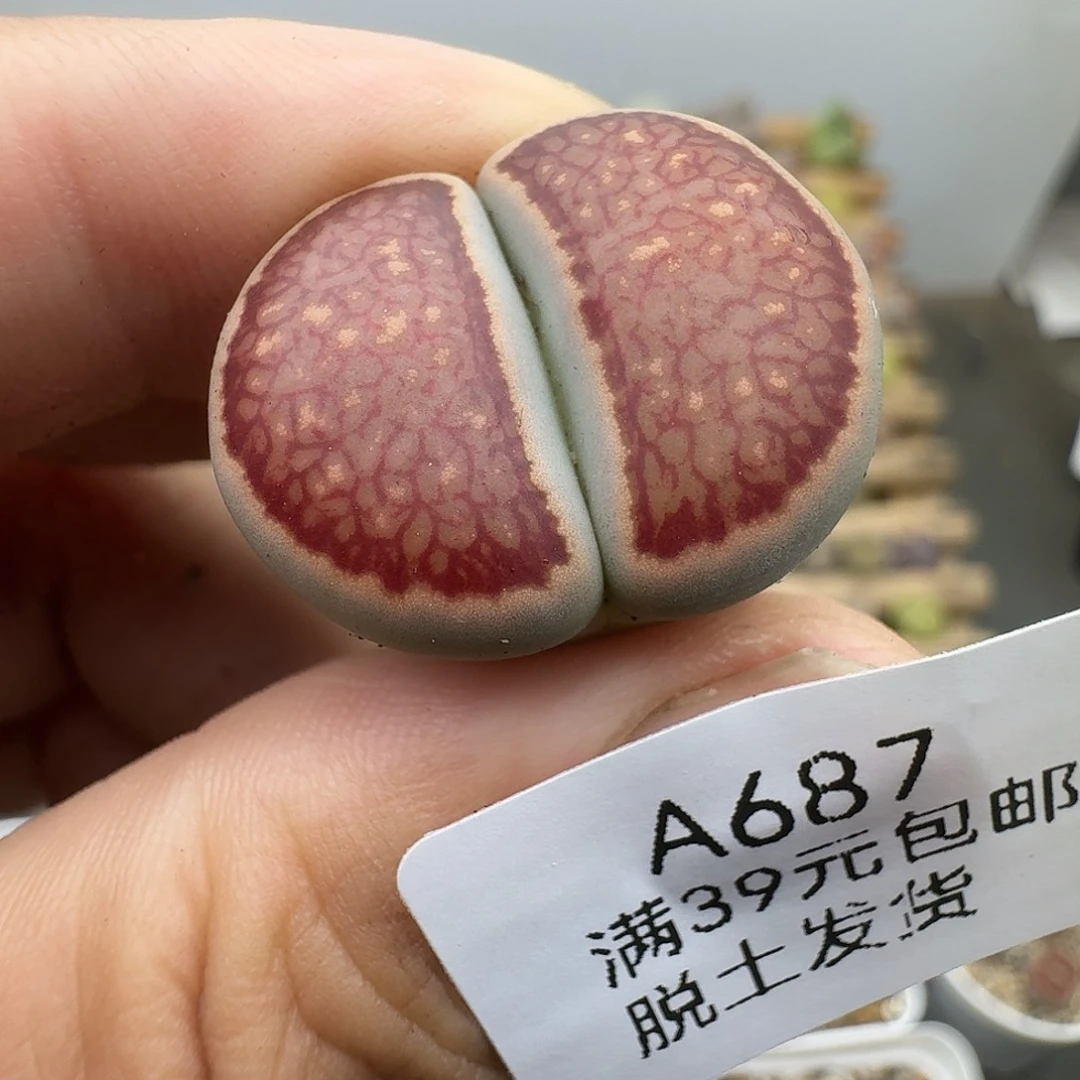 687哈哈哈哈哈哈哈哈哈