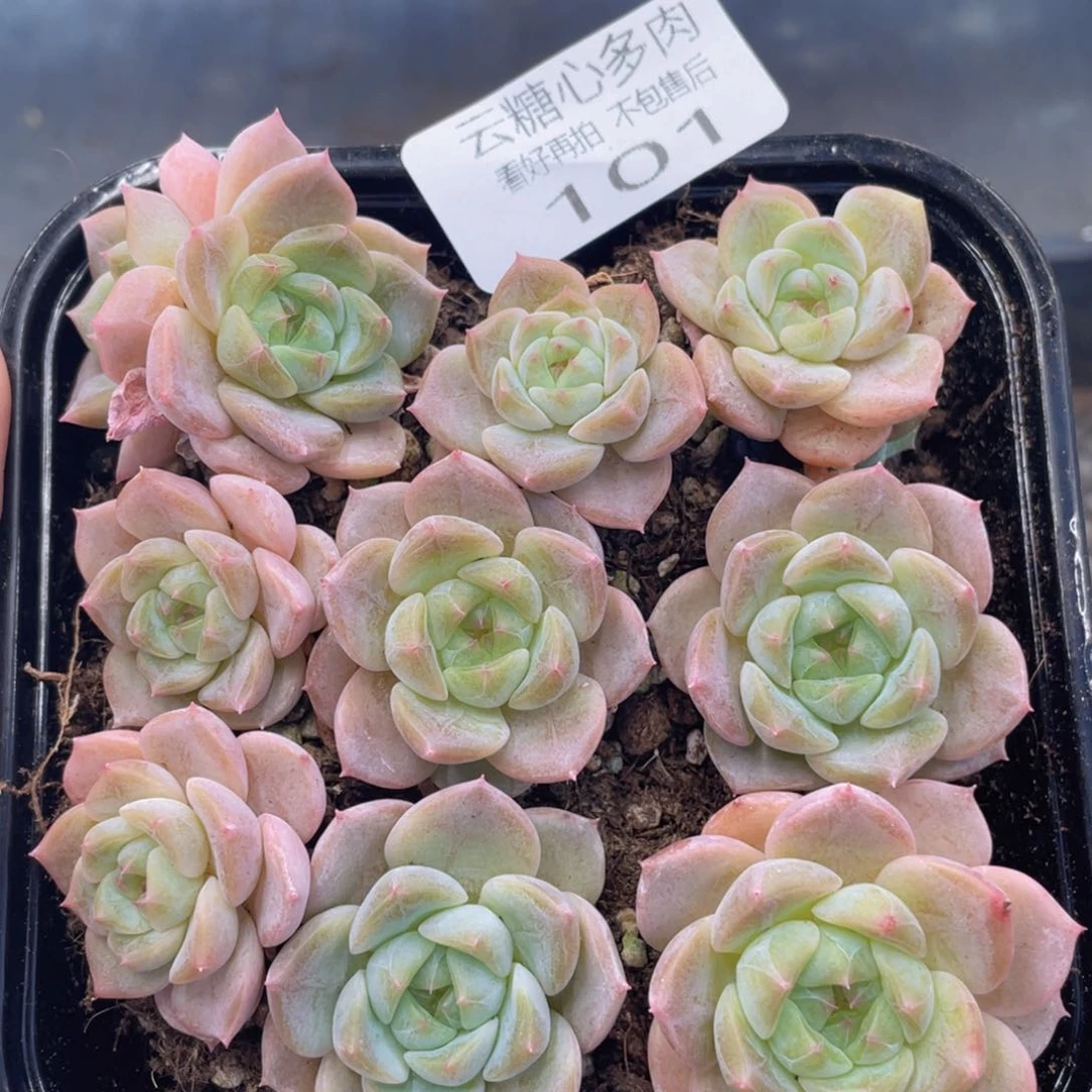 云糖心多肉植物101
