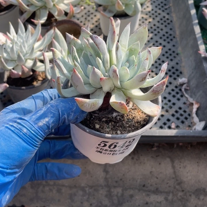 642号雪山杂多肉植物