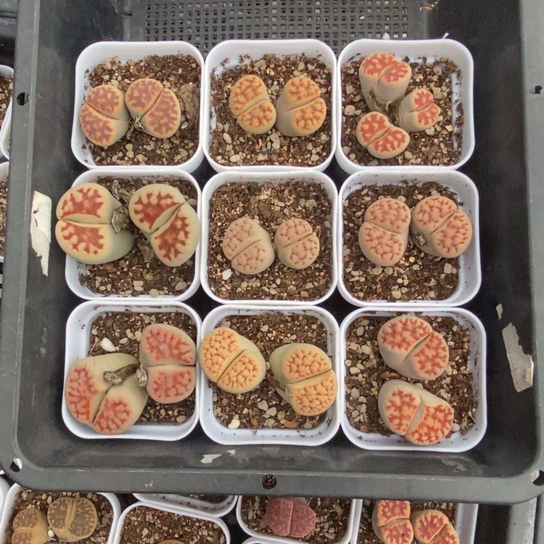 4470 花纹玉九颗带盆土