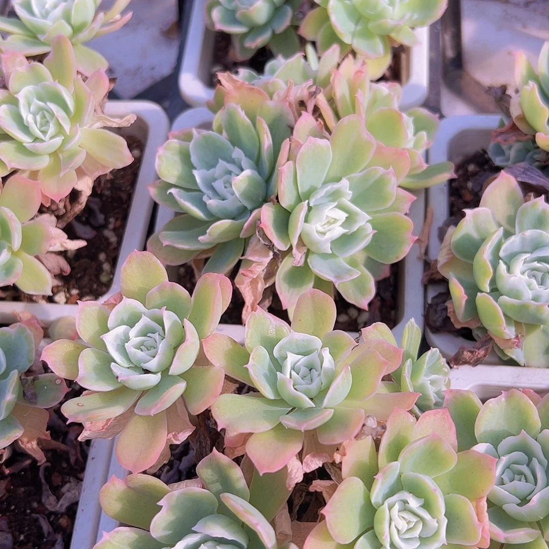 大柠檬玫瑰锦19包邮带土不带盆