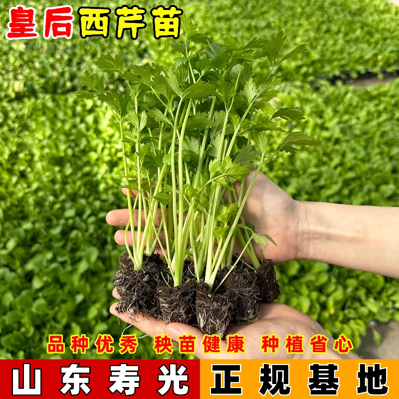 【山东寿光直发对版芹菜苗】皇后大西芹苗秧苗脆嫩阳台盆栽小院种植