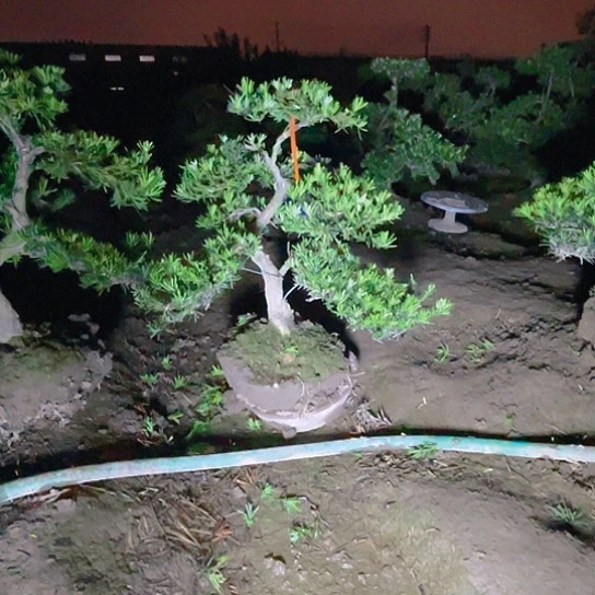 完全开放小叶雀舌罗汉松