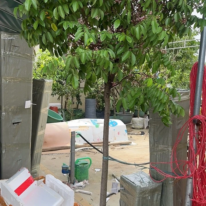上***水无花朵果树11111111111111