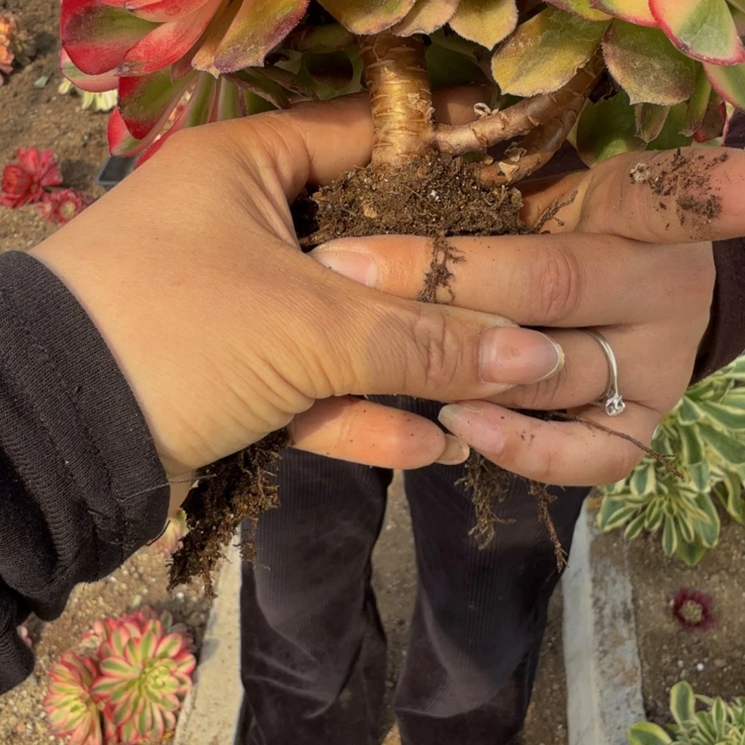 889荔枝。多肉植物