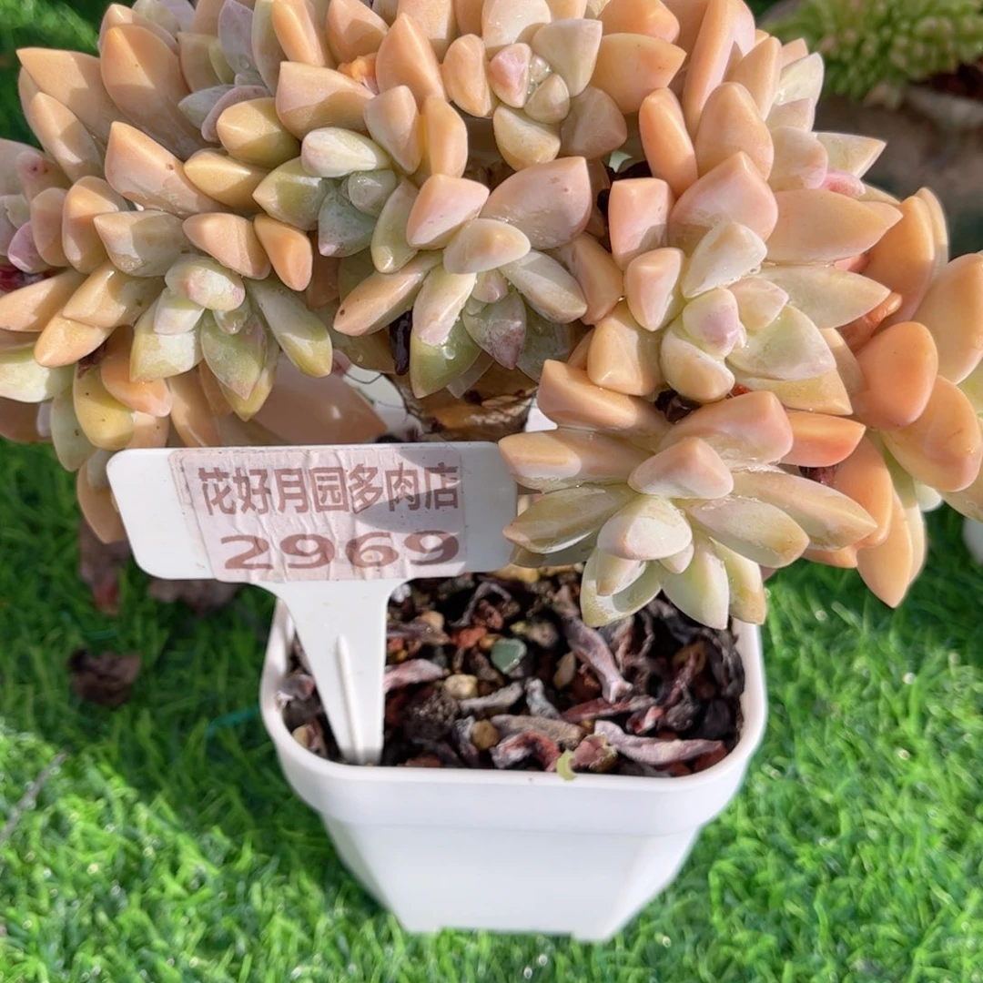 王***开多肉植物2969…………..