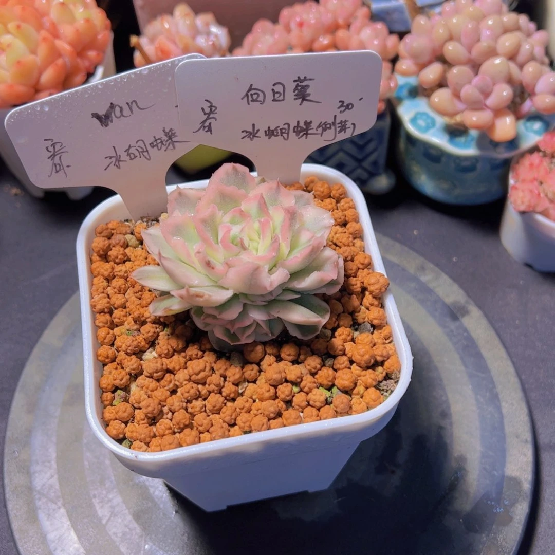 向***a冰蝴蝶侧牙，多肉植物