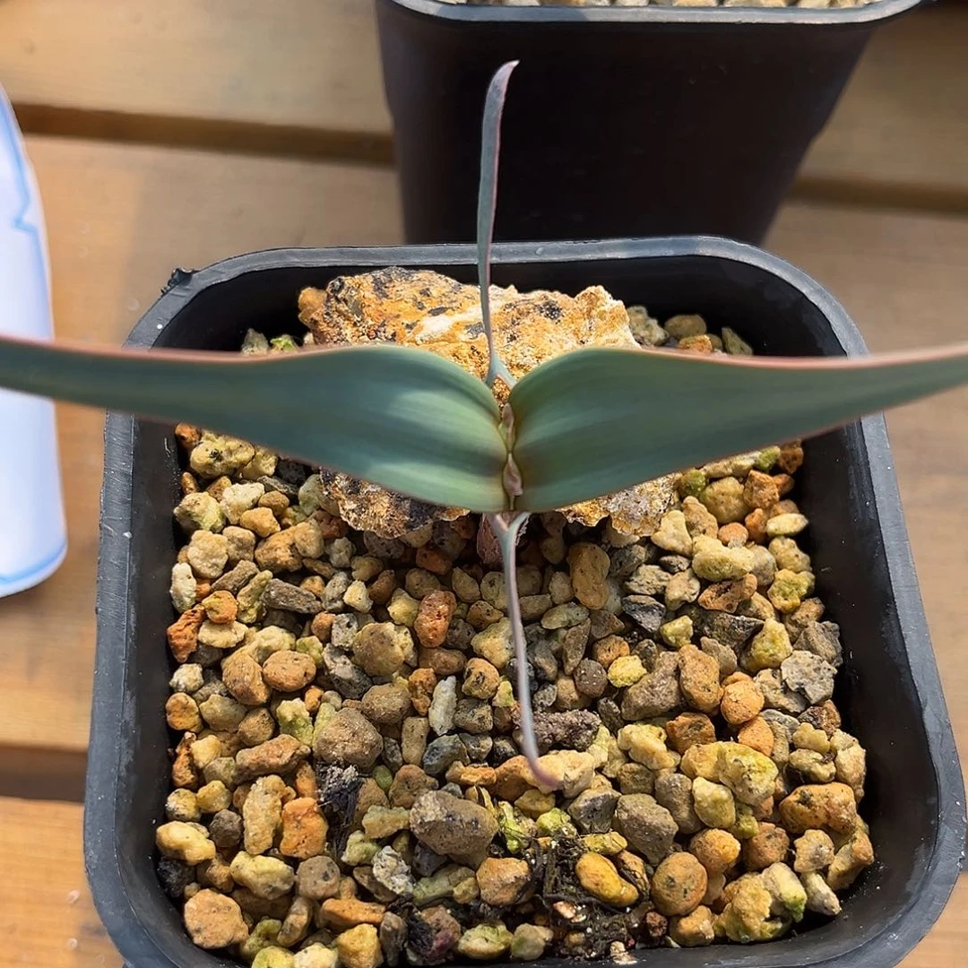 斑***理优选百岁兰，超蓝，福利