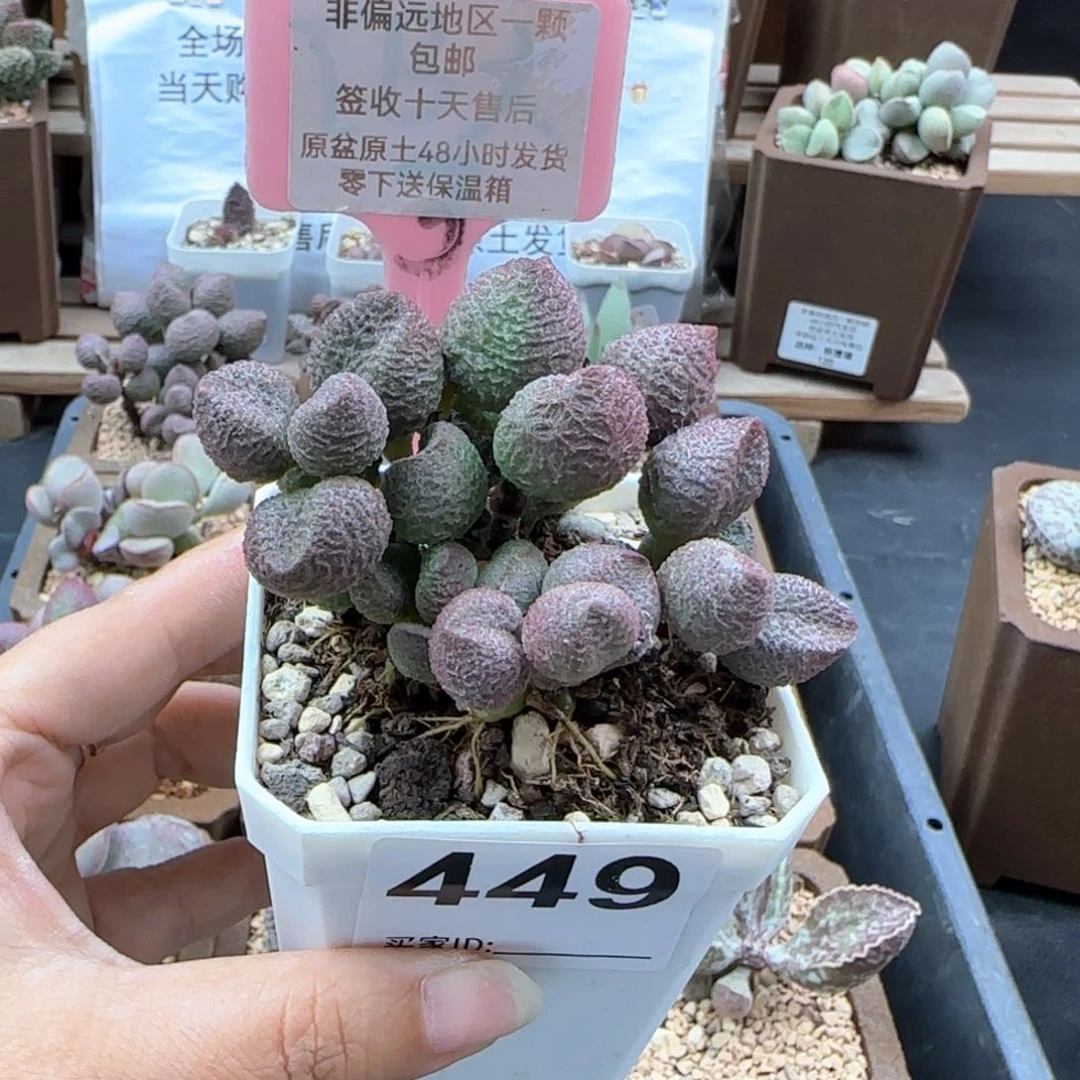 449水蜜桃多肉植物