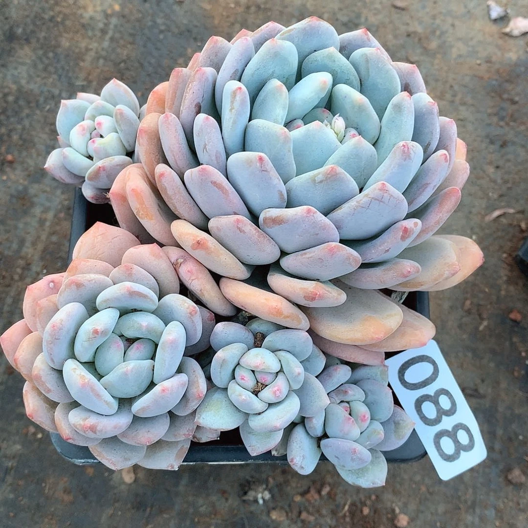 088奥橙一物一拍多肉