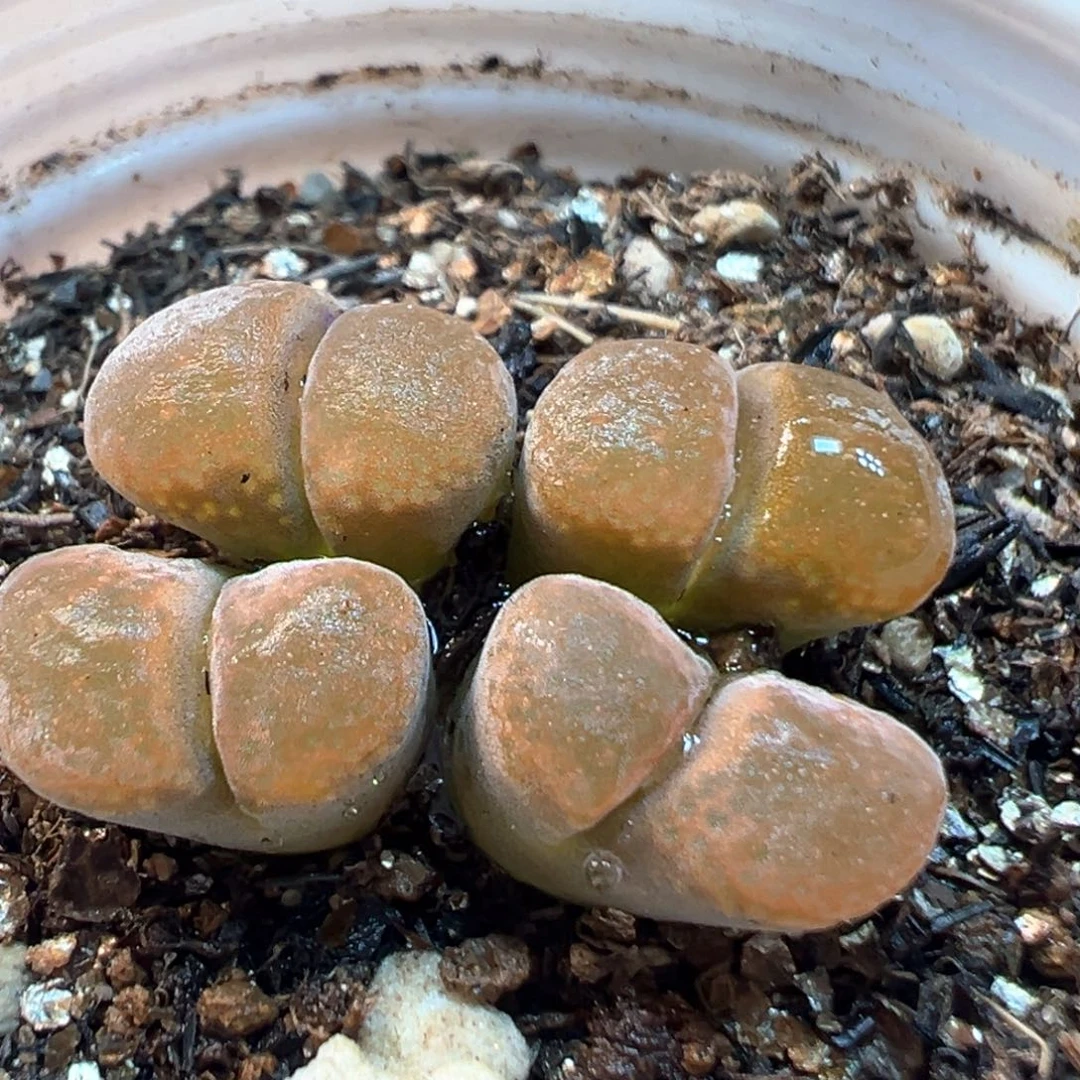 49多肉植物百科知识