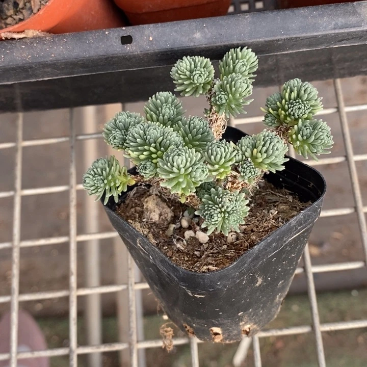 伯克利和他的朋友在一起的