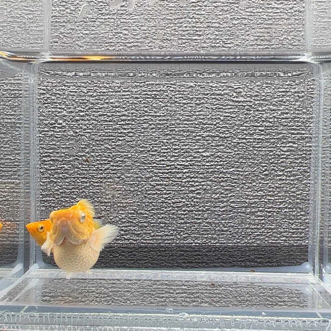 孔雀鱼柠檬元宝体