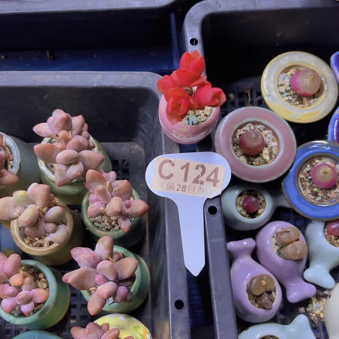 涵***媛C124火祭一物语拍