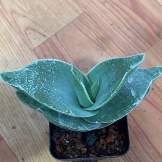 雷***龙完全开放芦荟银芳