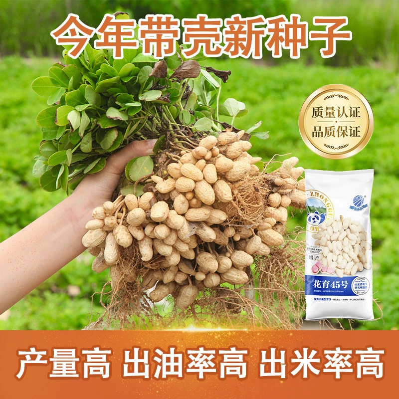 【样品一斤装】花育45号高产花生种子皮薄籽大含油高出米多高抗青枯