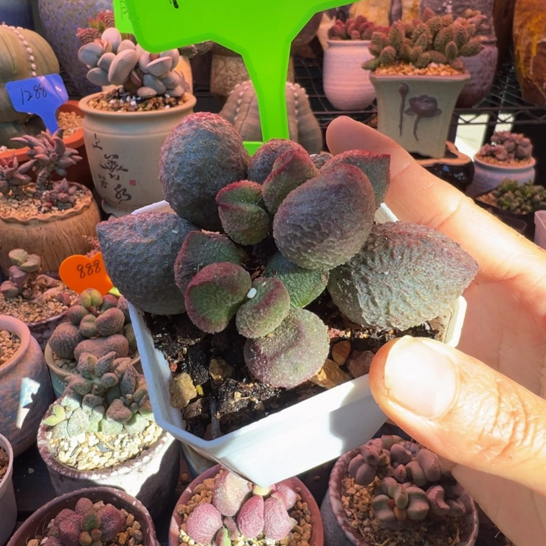 一组自拍，感谢支持