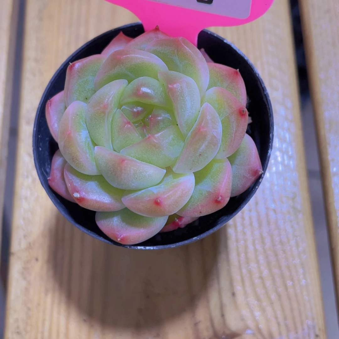 657号 绿包子珍妮新品