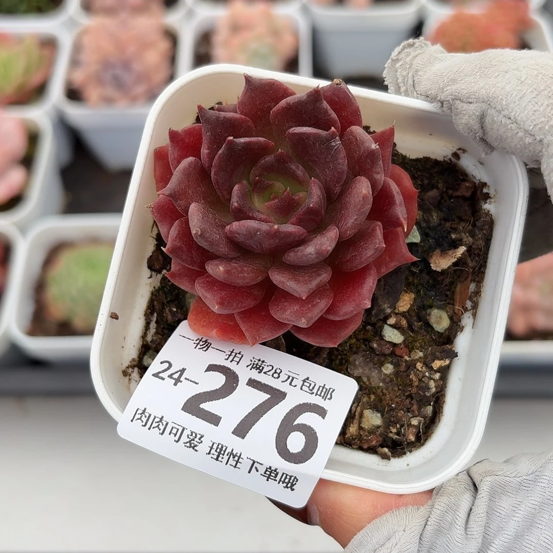 黑饺子无盆土发货