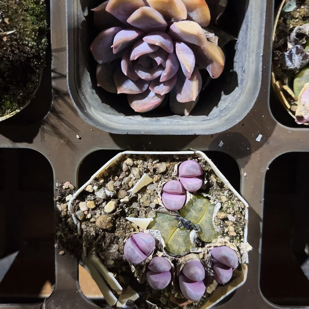 简***～192多肉植物提取萃取剂