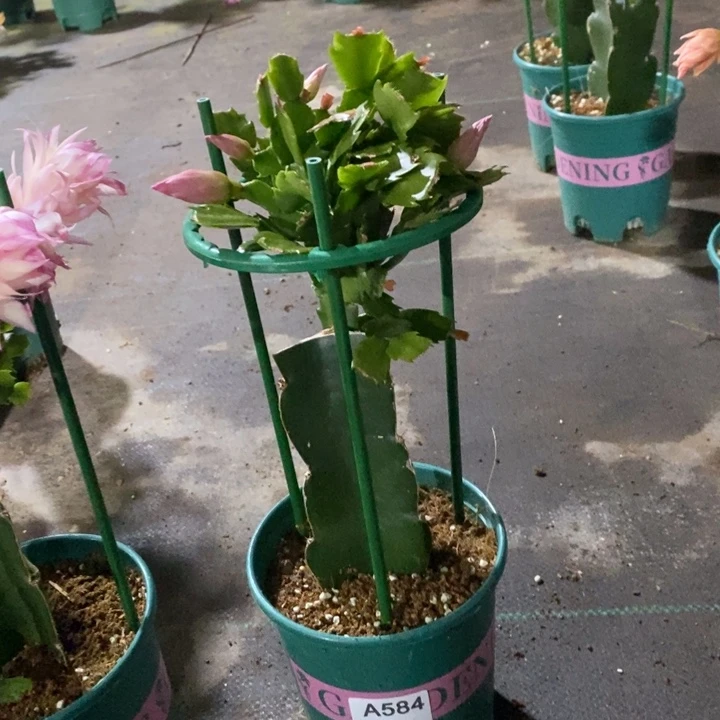 大部分花苞少量开放584嫁接066