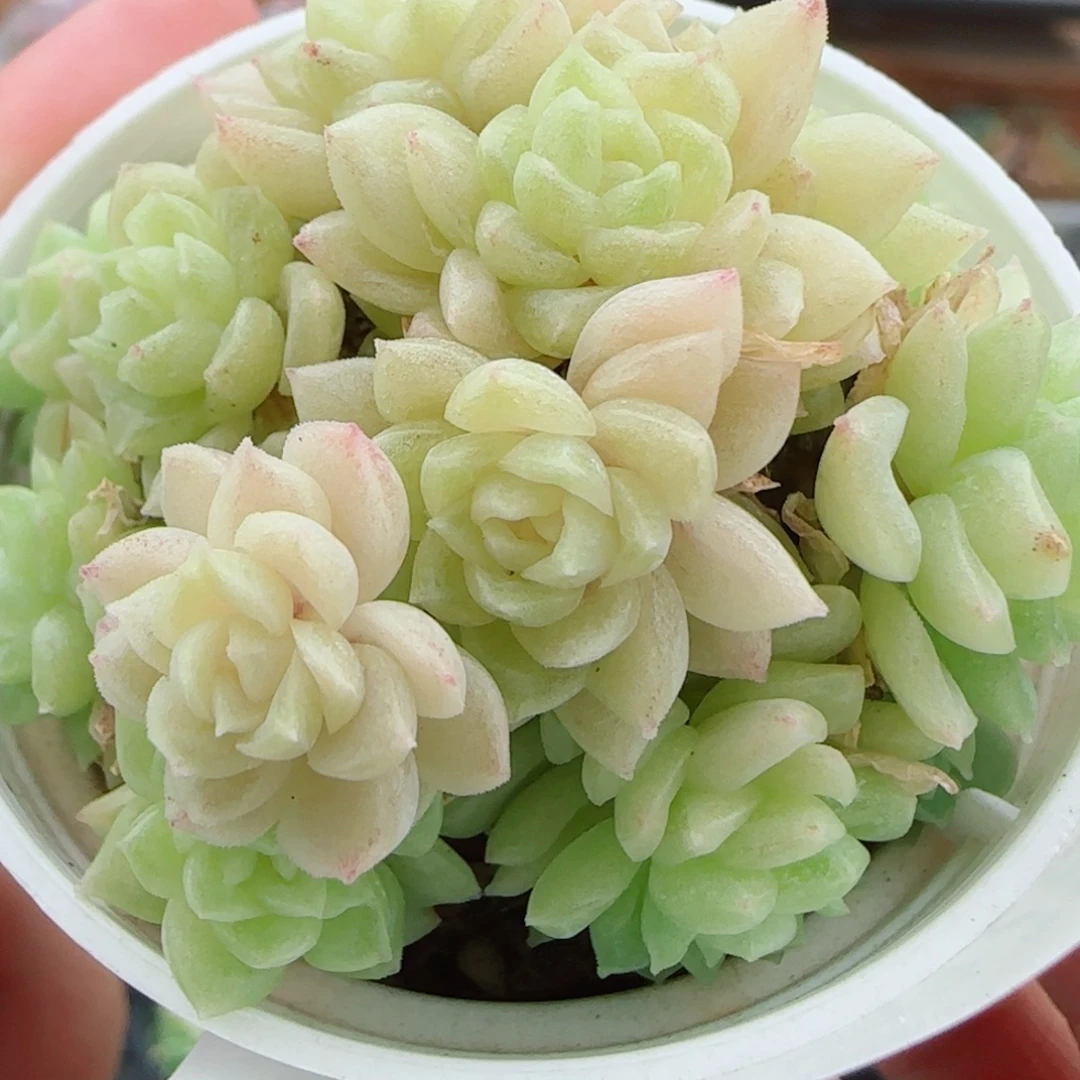 花语逸镜0922-303散